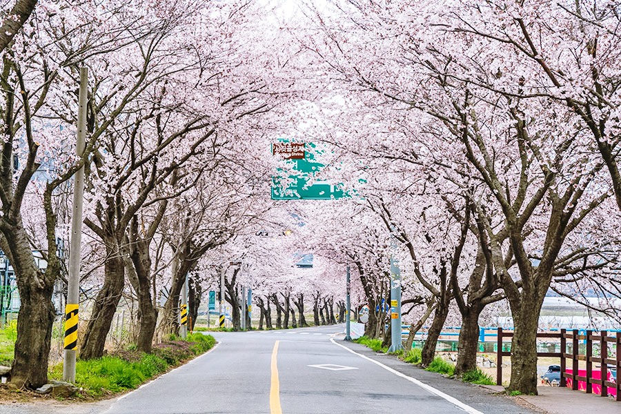 주산 봄꽃축제